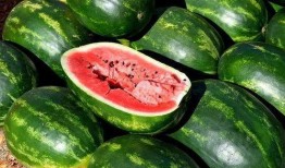 西瓜免费吃瓜视频,跟随视频一起体验西瓜免费吃瓜狂欢